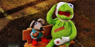 Roadkills wildlife conservation app