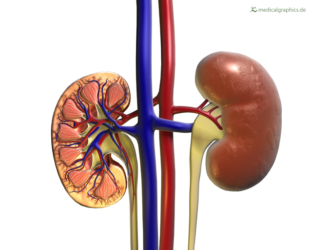 structure of the kidney
